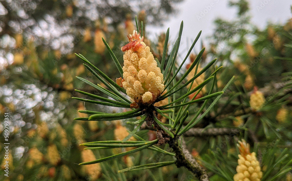 pine cones on a tree pine cones on a tree