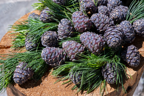 ripe cones from the swiss stone pine for a handmade delicious liquor