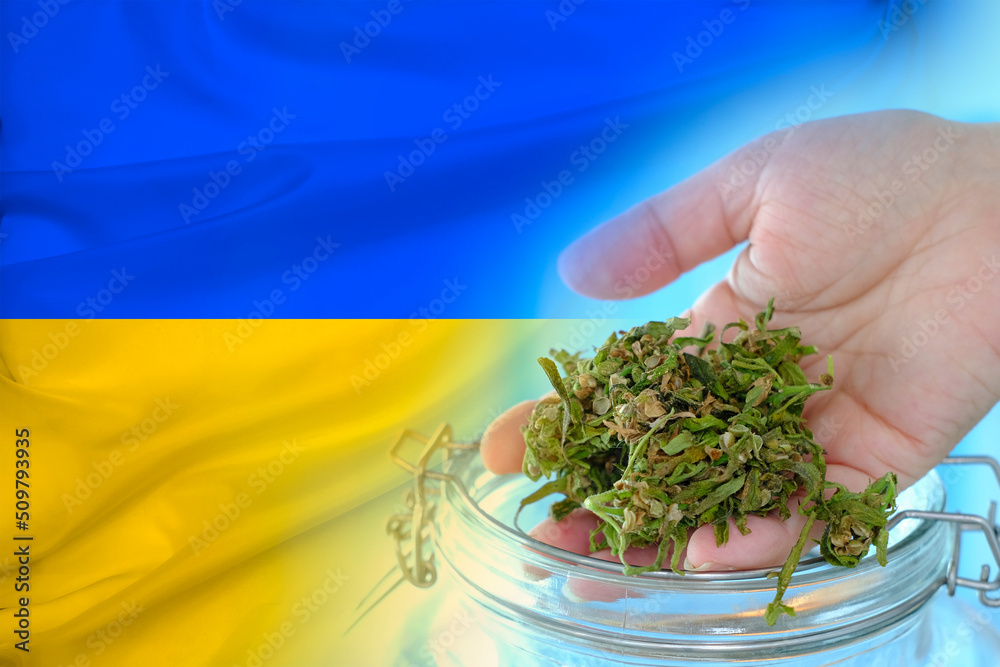 Fototapeta premium national flag of ukraine, green hemp plants, concept of production of medical cannabis preparations, legalization of drugs, personal use, drug policy of country, cultivation, trade of marijuana