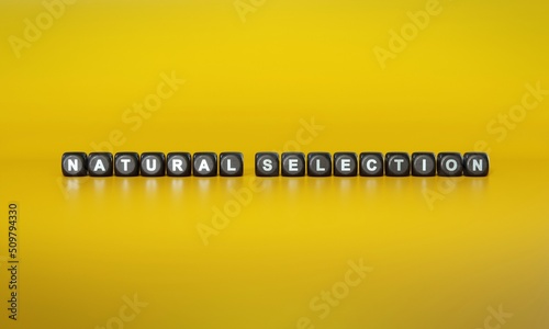 Words ‘Natural selection’ spelled out in white text on dark wooden blocks against plain yellow background. 3D rendering © HTGanzo