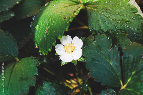 Strawberry flower and leaves in garden