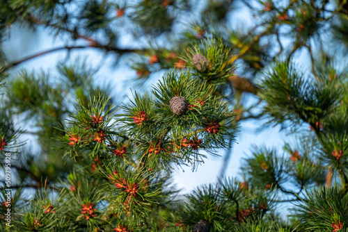 cones and blossom from a swiss stone pine - pinus cembra - at a sunny spring morning on the mountains