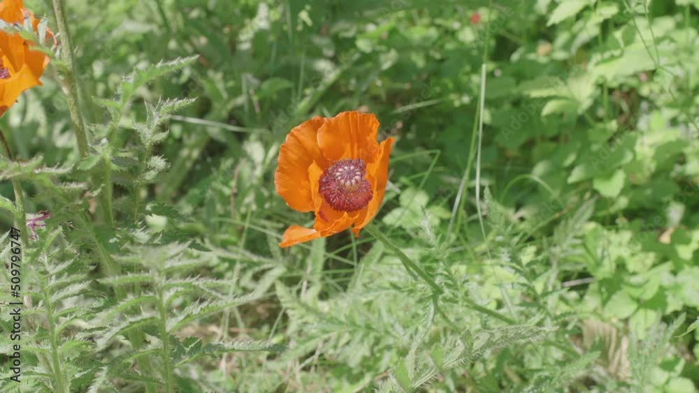 A bee pollinating and collecting nectar from a blooming orange poppy A bee pollinating and collecting nectar from a blooming orange poppy