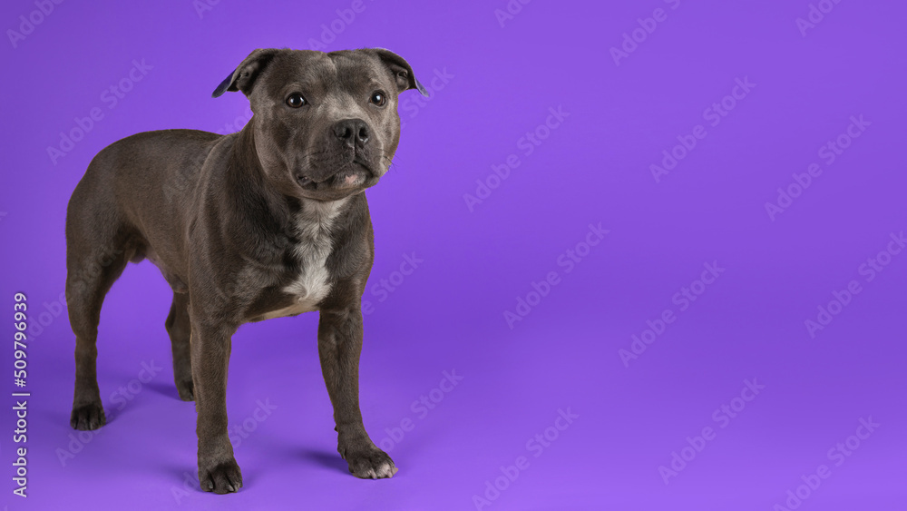 Blue american staffordshire terrier isolated on white background