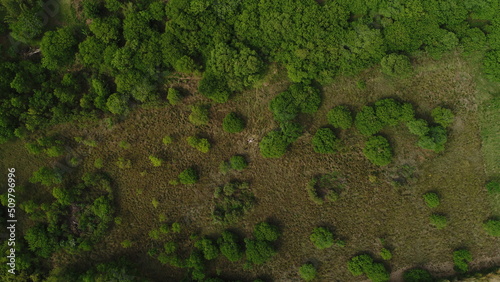 Monte bien chaqueño