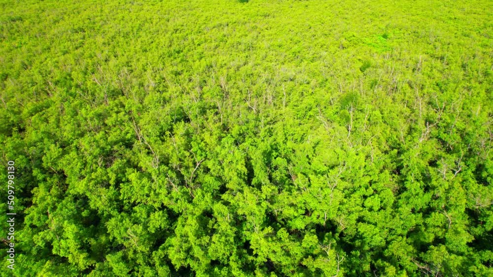 An aerial view from a drone flying over the mangrove forests along the coast. Mangrove forest at Bang Tabun, Phetchaburi Province, Thailand. 4k video. An aerial view from a drone flying over the mangrove forests along the coast. Mangrove forest at Bang Tabun, Phetchaburi Province, Thailand. 4k video.