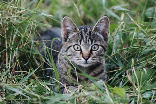 Wallpaper Mural cat on grass Torontodigital.ca