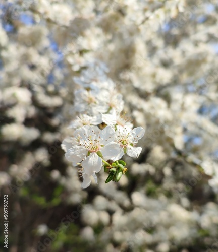 beautiful blossom of cherry in spring