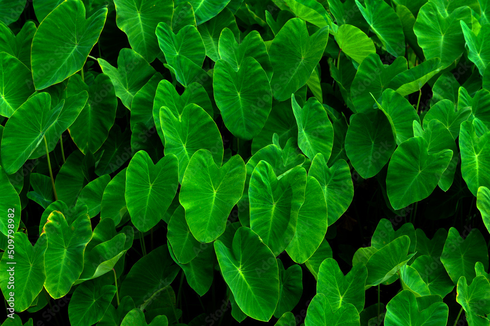 abstract stunning panorama green leaf texture, tropical leaf foliage nature dark green background. green banners nature tropical concept abstract stunning panorama green leaf texture, tropical leaf foliage nature dark green background. green banners nature tropical concept