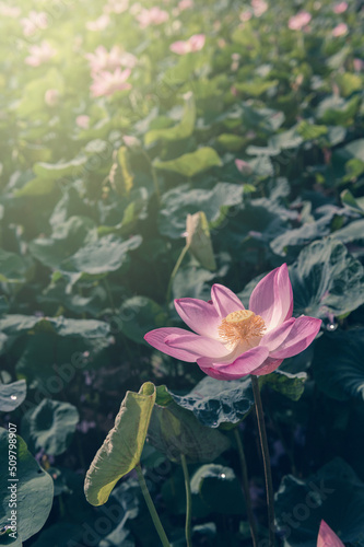 lotus flower in the pond with a beautiful light in the morning