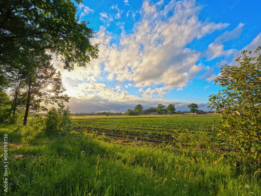Summer landscape with green farm field and forest in the distance, under a blue sky with fluffy white clouds. High quality photo