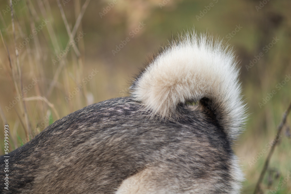 Obraz premium Close up dog tail, dog fur texture