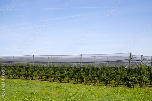 Orchard with anti hail net