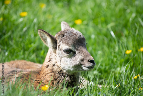 Portrait of a mouflon cub in a green meadow