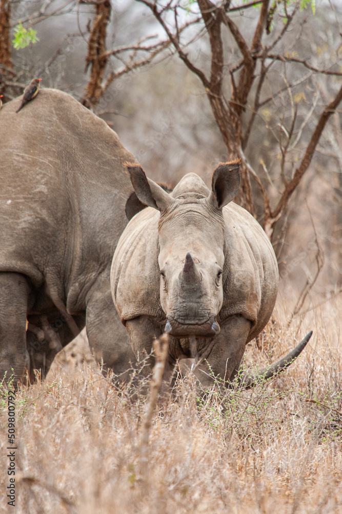 Obraz premium Southern White Rhino and her calf in the Kruger National Park