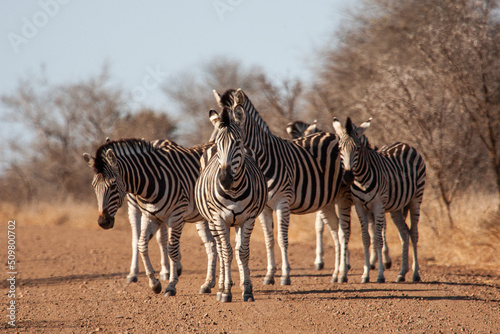 Burchell s zebra walking along a dirt road in Africa
