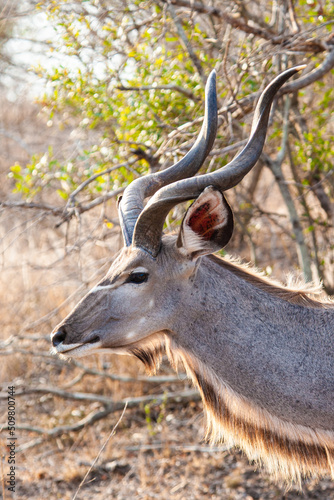 Greater Kudu male  standing on the open grasslands of Africa