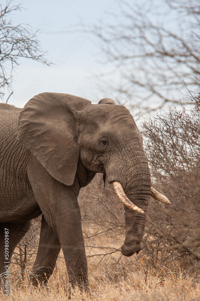Fototapeta premium African Elephant walking through the grasslands of Africa