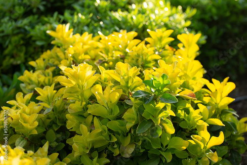Green yellow leaves of Euonymus japonicus in the garden outdoor.