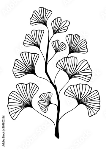 Hand drawn Silhouette of twig of ginkgo biloba tree isolated on white  Hand drawn ginkgo biloba leaf  Hand drawn line silhouette ginkgo biloba tree  hand drawn japanese vector flower line silhouette