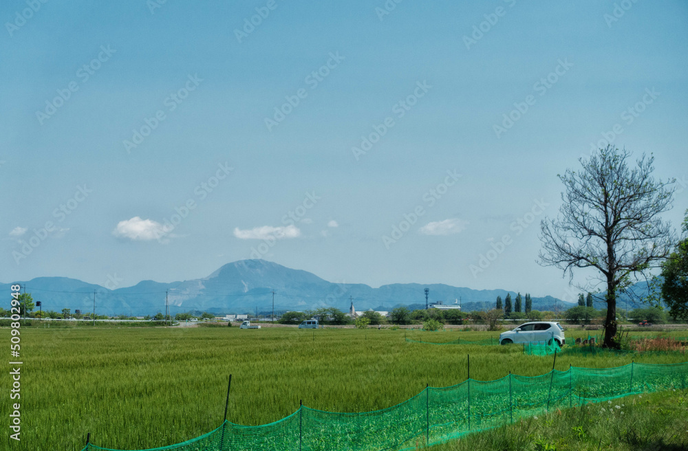 初夏の小麦畑と滋賀の名峰、伊吹山が見える田園風景