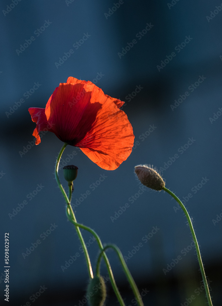 Obraz premium poppies