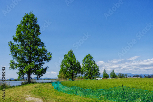 滋賀県彦根市の曽根沼と新緑のメタセコイア、小麦畑が見える初夏の風景