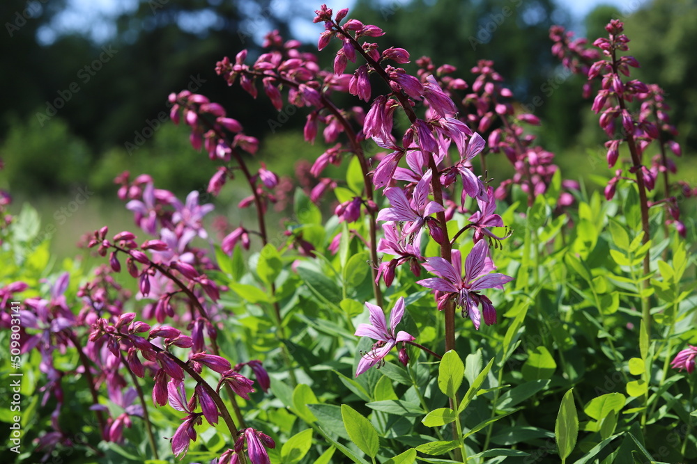 Dictamnus albus. Diptam known as burning bush or fraxinella. Dictamnus albus. Diptam known as burning bush or fraxinella.