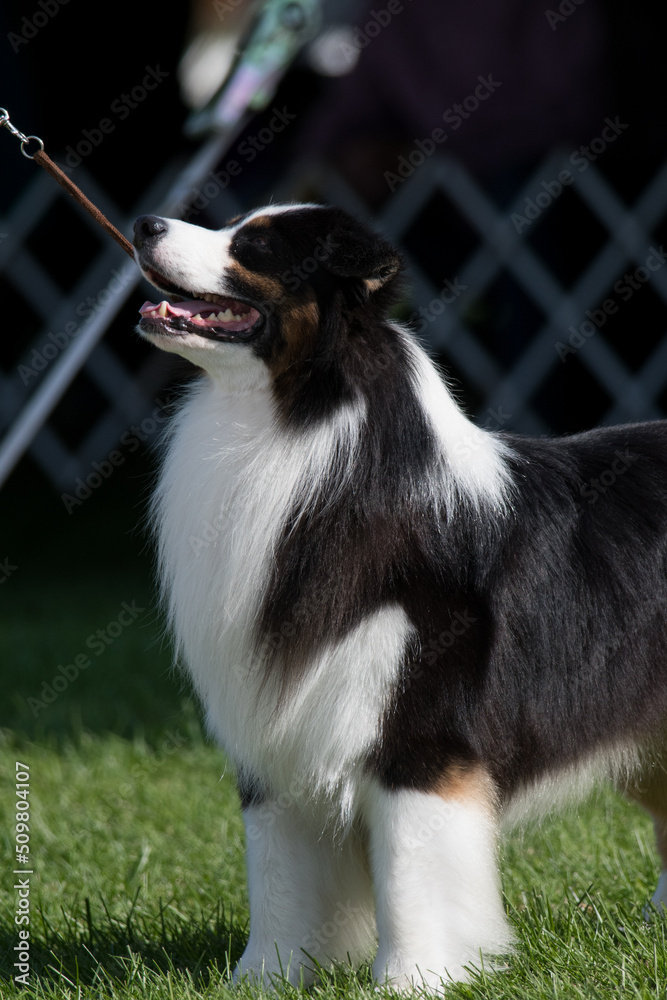 Australian Shepherd mouth open in profile view