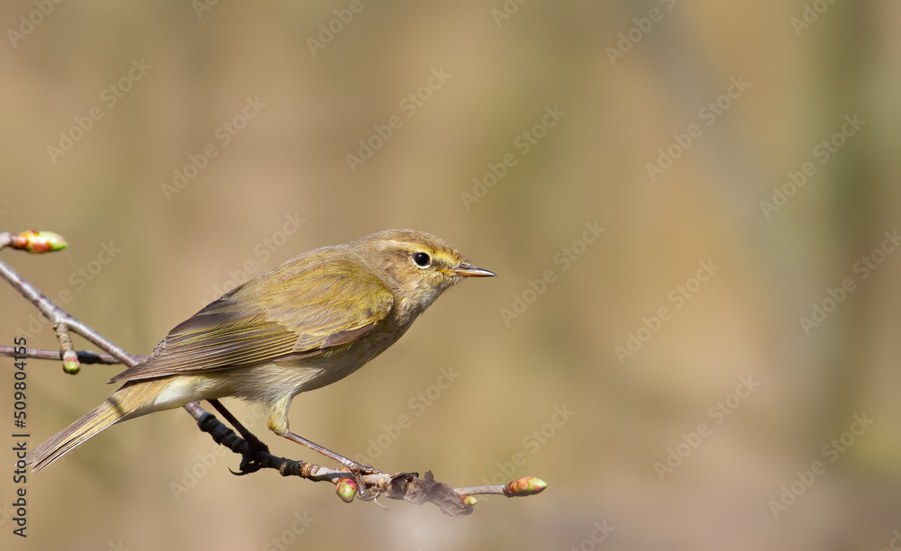 Fototapeta premium Common chiffchaff, Phylloscopus collybita. A bird sits on a branch