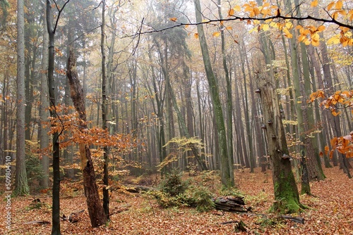 Fototapeta Naklejka Na Ścianę i Meble -  las jesienią