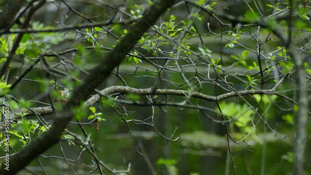 Songbird Bay breasted warbler spring time in Ontario Songbird Bay breasted warbler spring time in Ontario