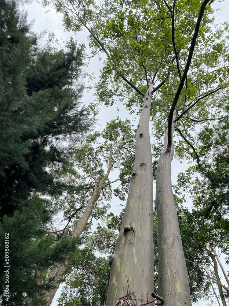 Fototapeta premium Jun 5, 2022 - Sabah, Malaysia : Giant Leopard tree growing at Kundasang War Memorial park located in North Borneo, popular tourism park.