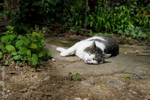 Tabby white and grey cat with green eyes laying relaxed on a side in the garden and looking into the camera