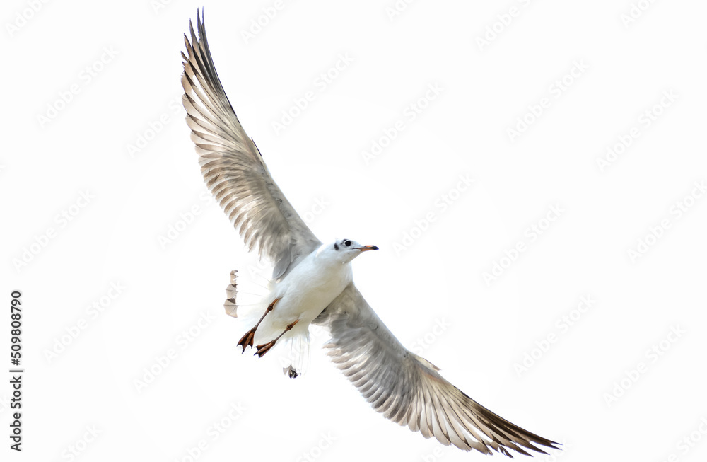 Obraz premium seagull in flight