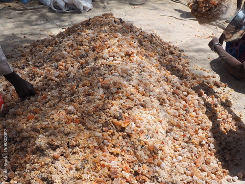 La récolte de la gomme arabique en Afrique photo