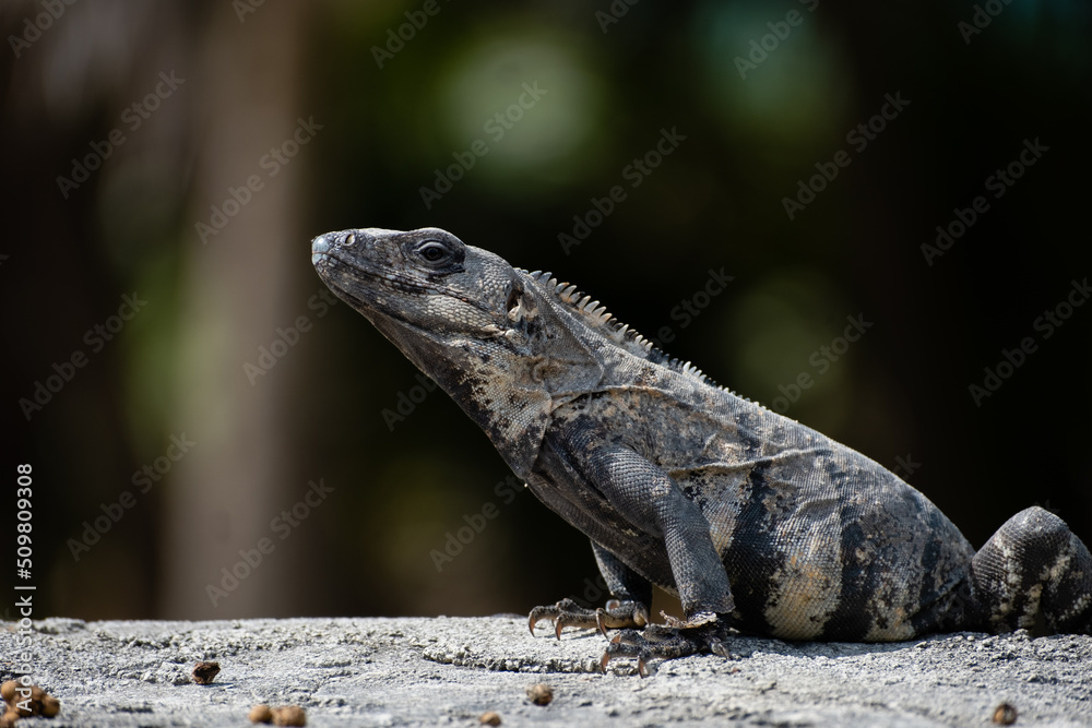 Iguana posing with pride Iguana posing with pride