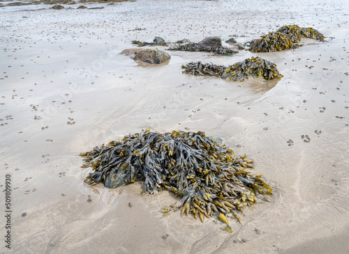 Sea weed stranded on Rinevilla Beach in County Clare, Ireland