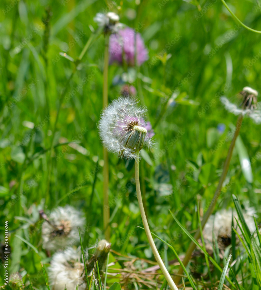 Pustenblume in der Wiese