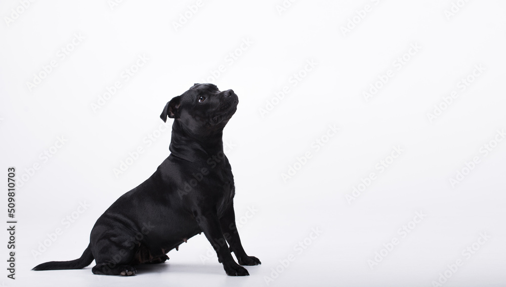 Beautiful black dog breed Staffordshire bull terrier sits on a white isolated background looking up. Panoramic banner for advertising. Concept of pet supplies, veterinary medicine, pet care Beautiful black dog breed Staffordshire bull terrier sits on a white isolated background looking up. Panoramic banner for advertising. Concept of pet supplies, veterinary medicine, pet care