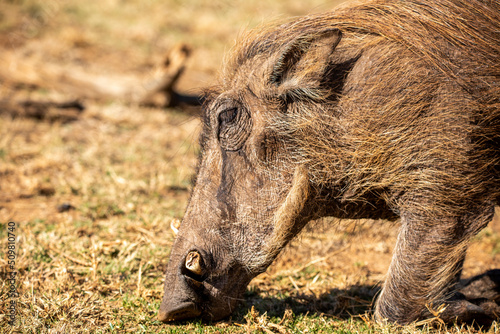 A warthog from the Pilanesberg National Park in South Africa in search of food in the African savannah, this herbivorous animal also known as Pumbaa lives freely in the wild. photo