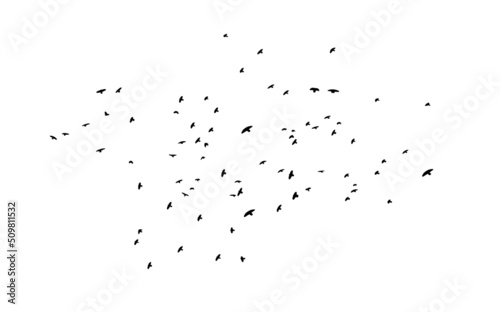 Fototapete A flock of flying birds. Free birds. Vector illustration