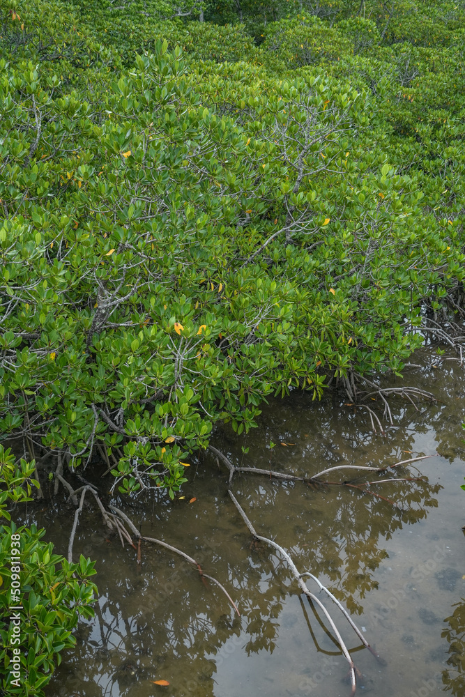 Naklejka premium 沖縄県 西表島 ヒルギ