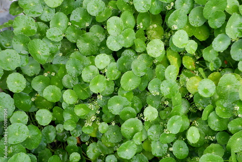 Centella asiatica and water droplets close-up.