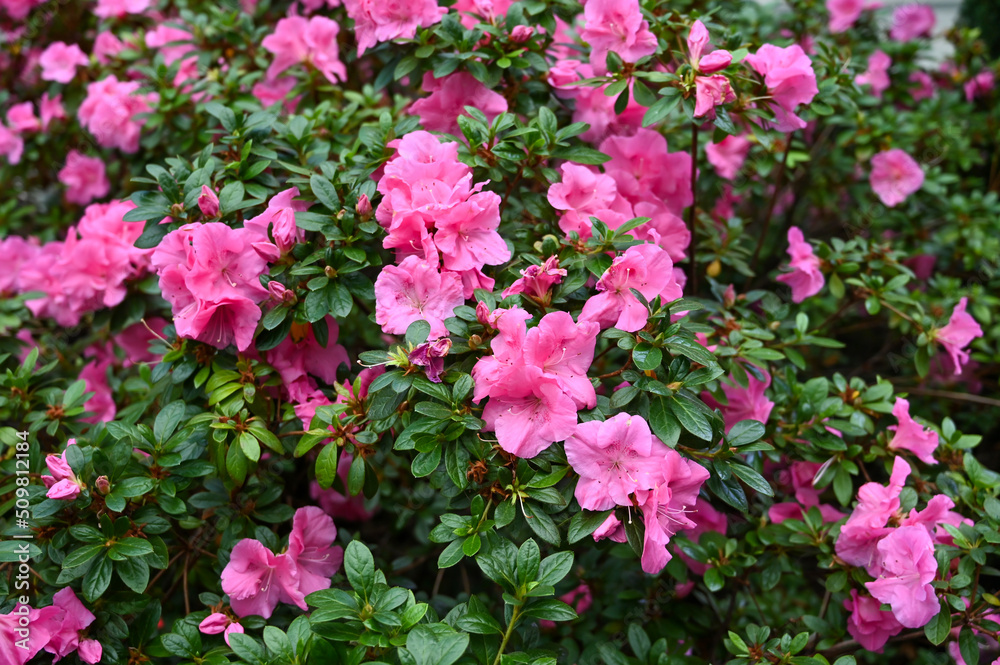 Pink Color hibiscus flower plant in Garden