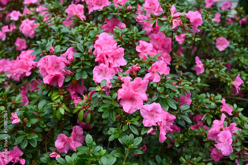 Wallpaper Mural Pink Color hibiscus flower plant in Garden Torontodigital.ca