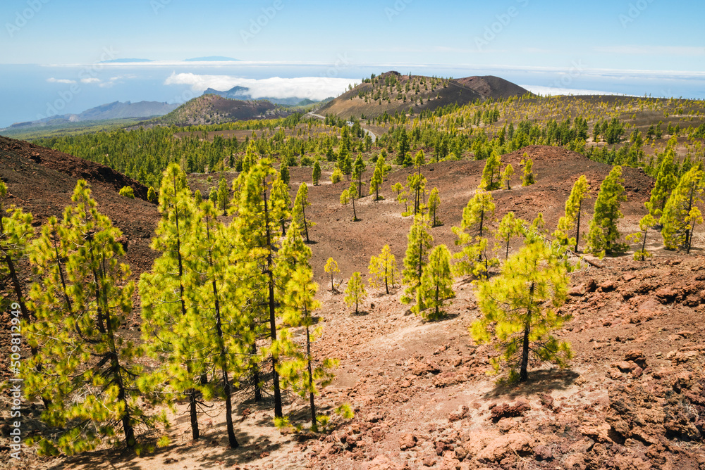 Vista hermosa y colorida de los pinares en el sendero de Samara en el Parque Nacional del Teide, Tenerife, Islas Canarias, España

