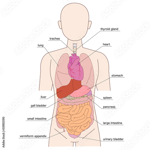 人体図と臓器