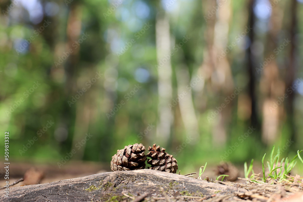 Pine cones on a ground on blurred background of coniferous forest. Summer nature in sunny day