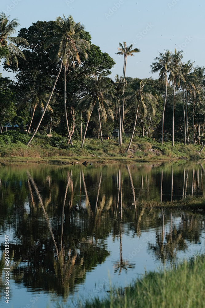 Coconut tree reflect shadow on surface of river beautiful sky in Beserah, Malaysia . Landscape silhouette coconut trees. Asia nature landscape